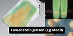 Why Lowenstein Jensen Medium?