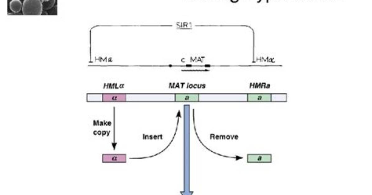 Why Mating Type Switch?