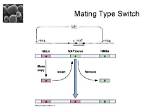 Why Mating Type Switch?