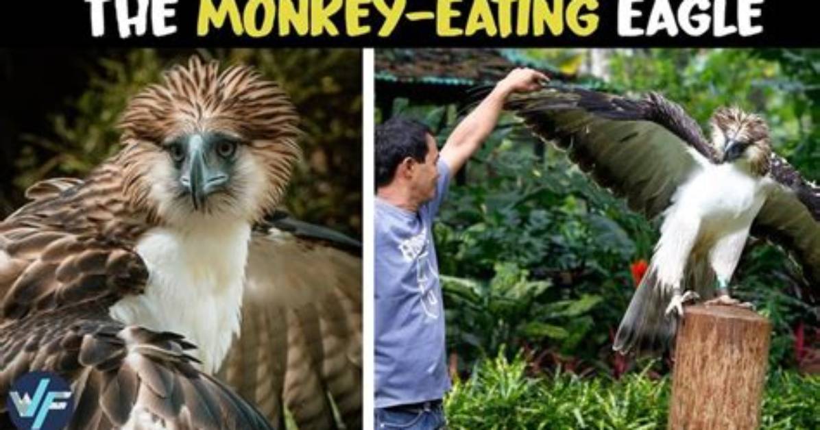 Why Monkey Eating Eagle?