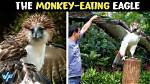 Why Monkey Eating Eagle?