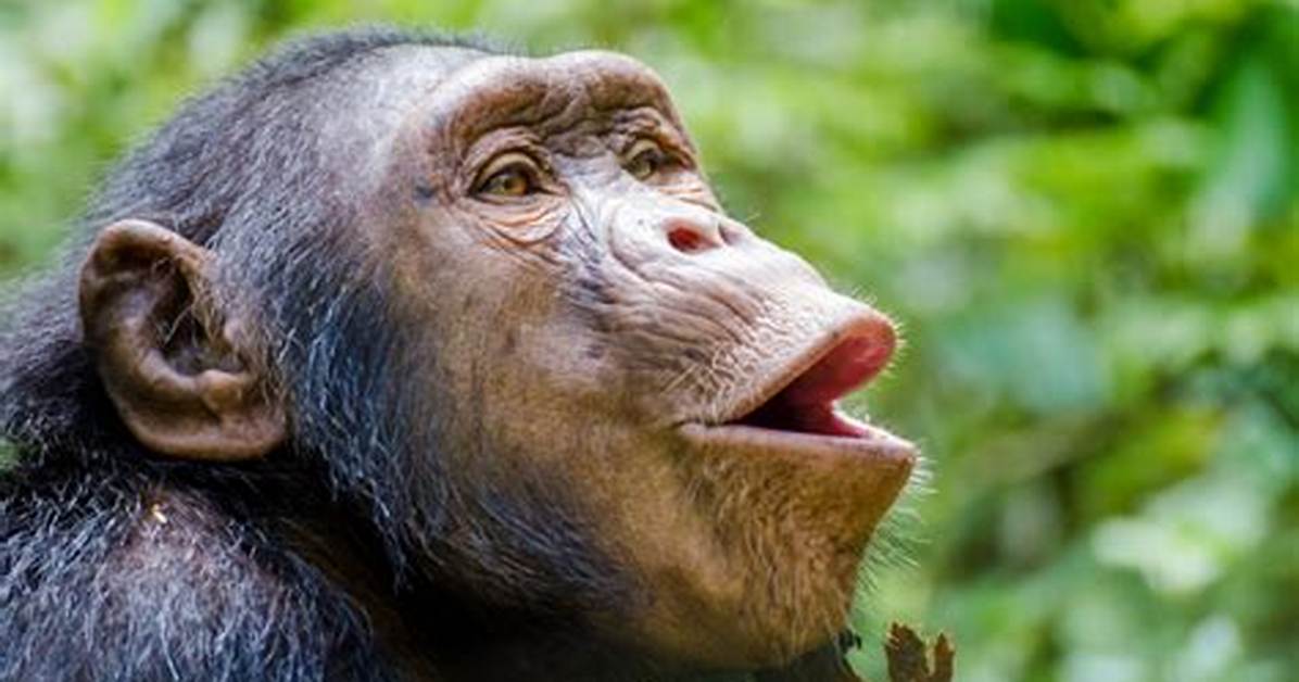 Why Monkey Lip Smacking?