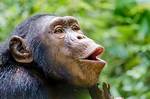 Why Monkey Lip Smacking?