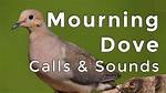 Why Mourning Doves Call?