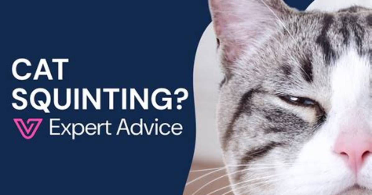Why My Cat Squints?