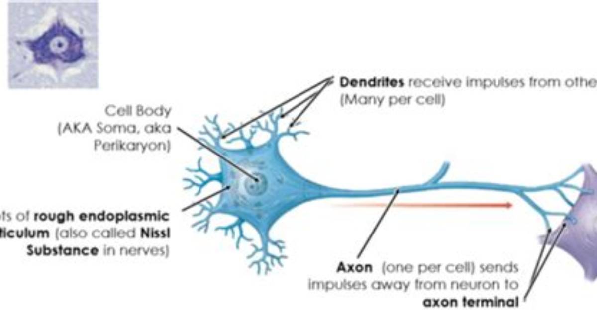 Why Nerve Cells Do Not Divide?