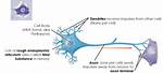 Why Nerve Cells Do Not Divide?