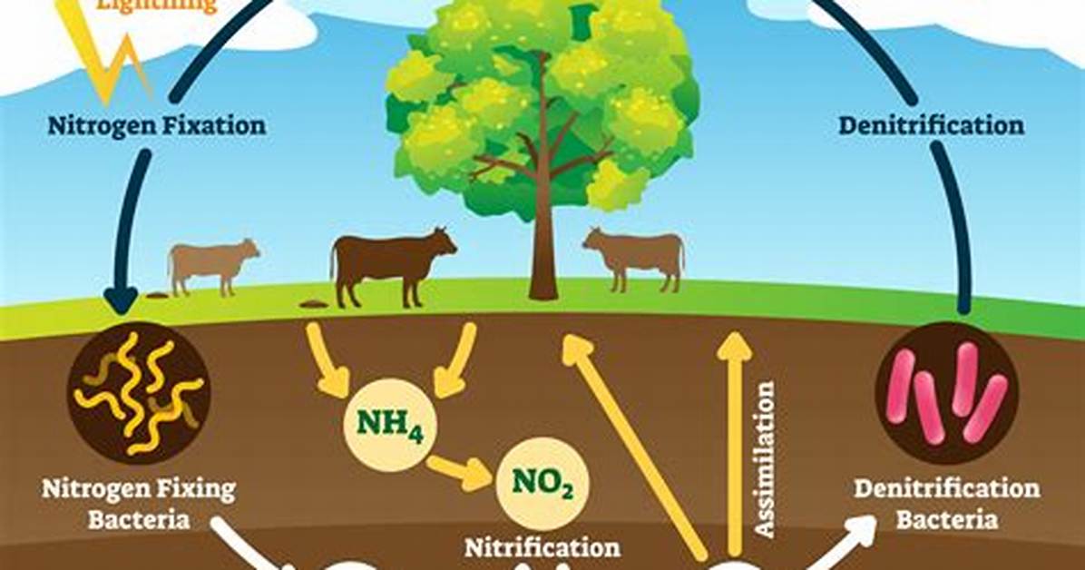 Why Nitrogen Is Stable?