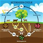 Why Nitrogen Is Stable?