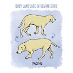Why Old Dog Paces?