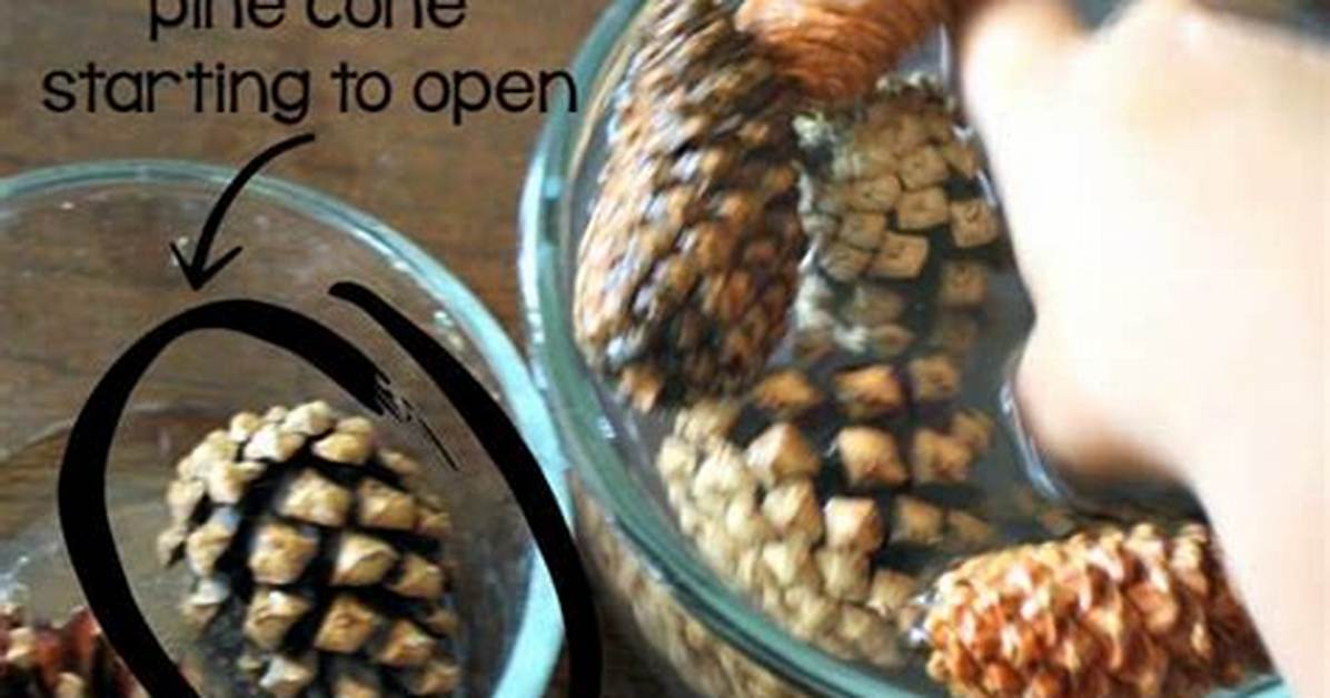 Why Pinecones Open and Close?
