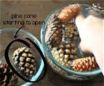 Why Pinecones Open and Close?