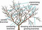 Why Prune Apple Trees?