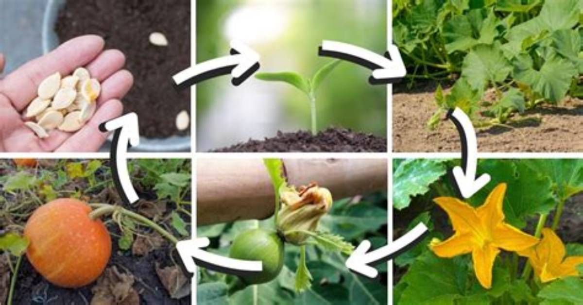 Why Pumpkins Not Growing?