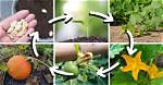 Why Pumpkins Not Growing?