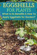 Why Put Eggshells in Garden?
