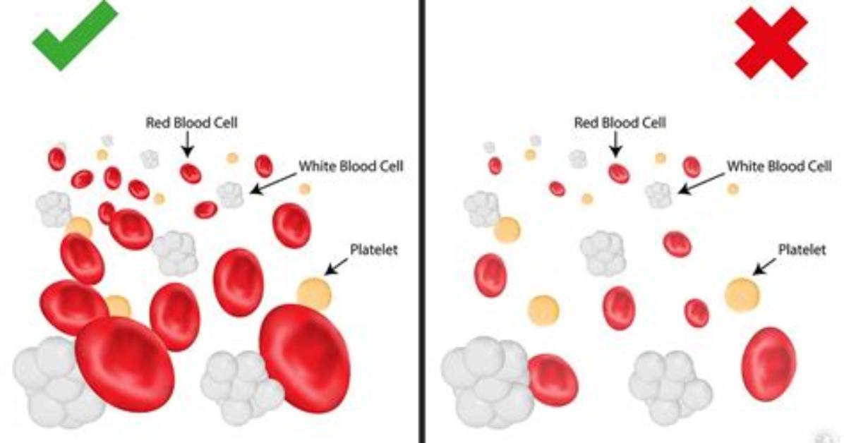 Why Red Blood Cells Decrease?