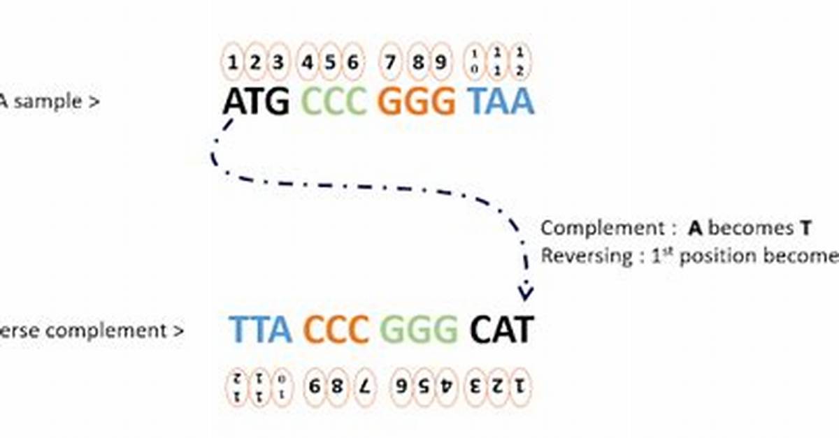 Why Reverse Complement a Sequence?
