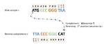 Why Reverse Complement a Sequence?