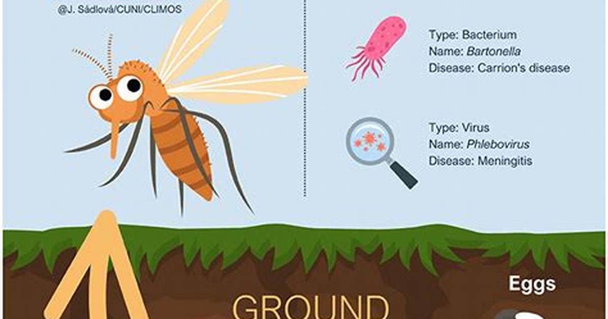 Why Sandfly Bites Spread?
