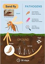 Why Sandfly Bites Spread?