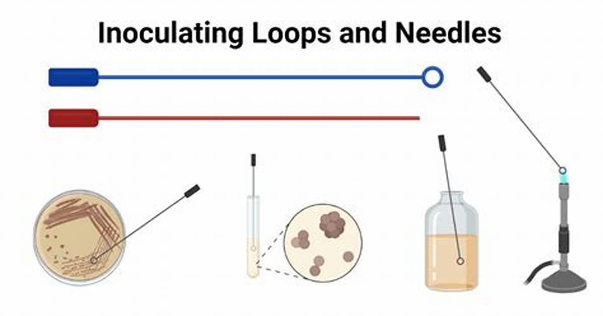 Why Sterilize Inoculating Loop?