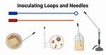 Why Sterilize Inoculating Loop?