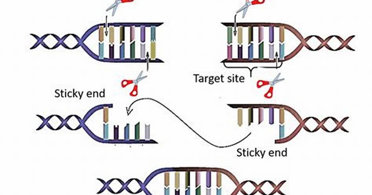Why Study Restriction Endonuclease?