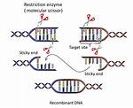 Why Study Restriction Endonuclease?