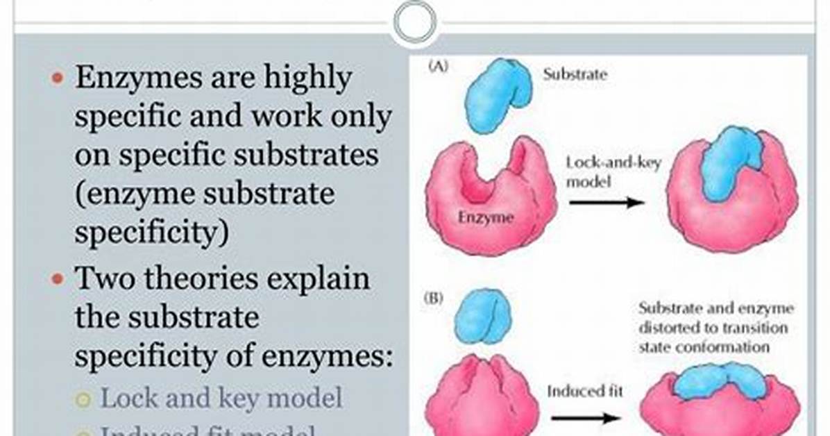 Why Substrates Are Specific?
