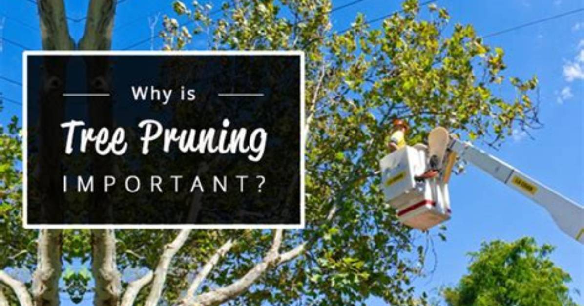Why Tree Pruning Is Important?