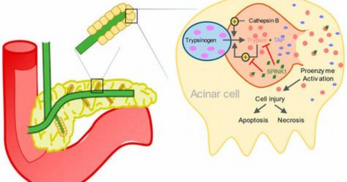 Why Trypsin Does Not Digest Itself?