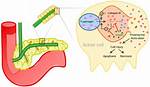 Why Trypsin Does Not Digest Itself?