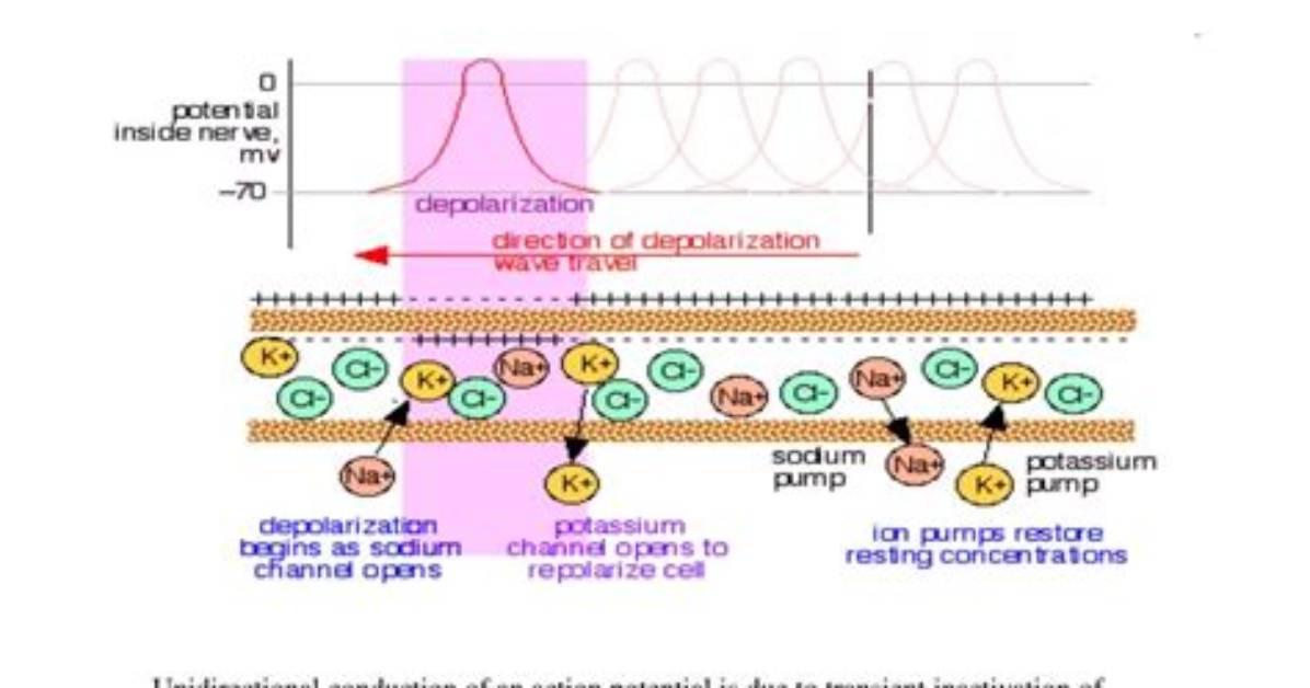 Why Unidirectional Action Potential?