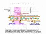 Why Unidirectional Action Potential?