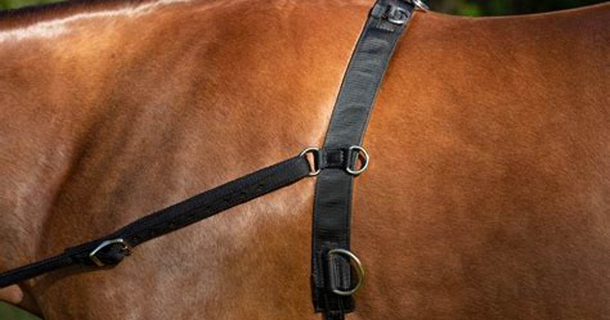 Why Use a Surcingle?