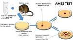 Why Use Ames Test?
