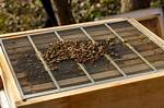 Why Use Queen Excluder?