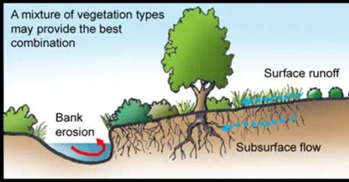 Why Vegetation Affect Runoff?