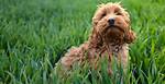 Why Was the Cockapoo Breed?
