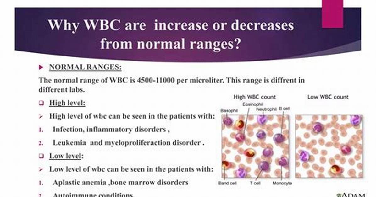 Why Wbc Count Increase?