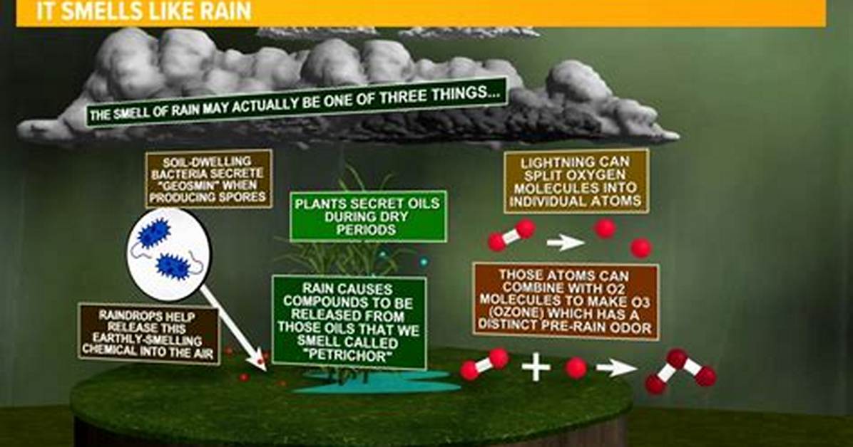 Why We Like Rain?