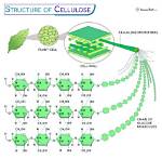 Why We Need Cellulose?