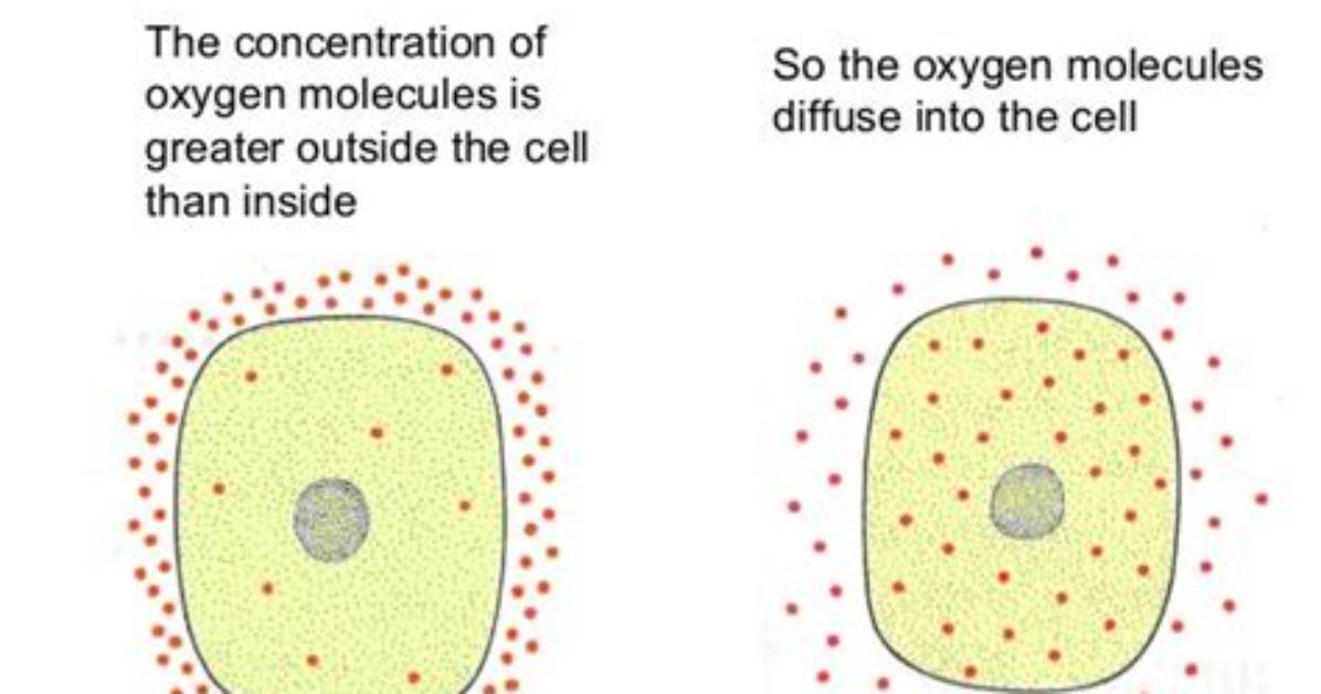 Why Will Oxygen Diffuses into the Cell?