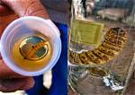 Why Worm in Tequila?
