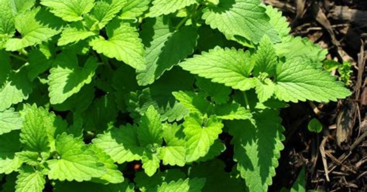 Wild Catnip