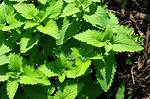 Wild Catnip