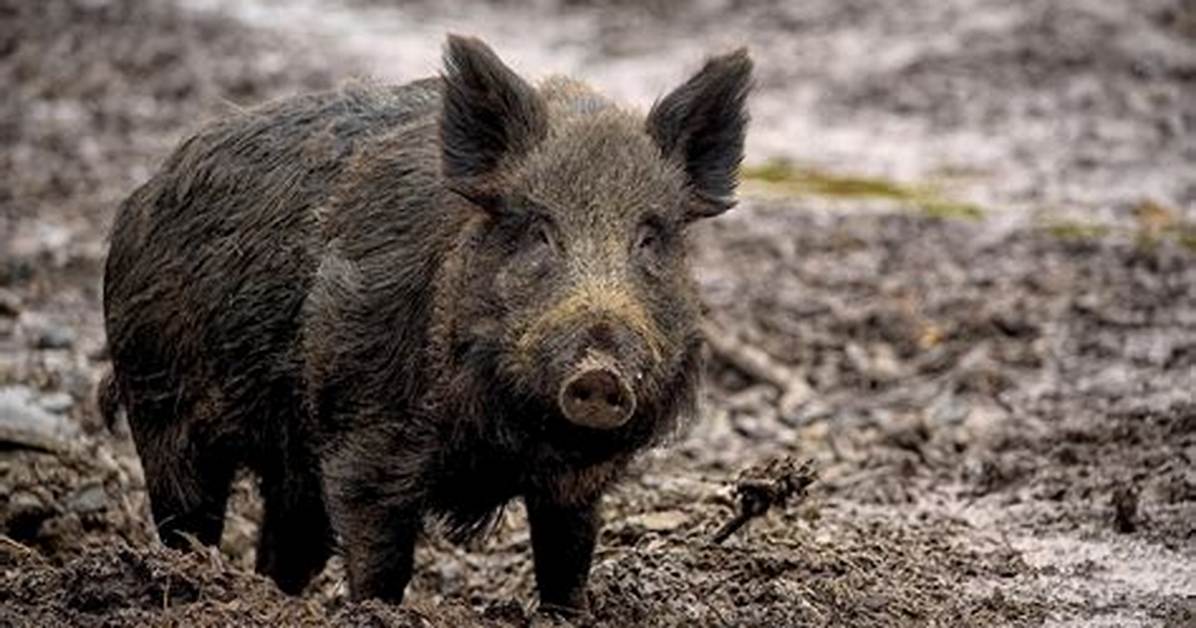 Wild Pig
