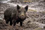 Wild Pig