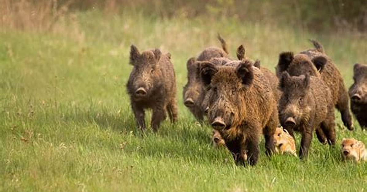 Wild Pigs